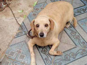 Cachorro raça Sem raça  idade 6 ou mais anos nome Pretinha
