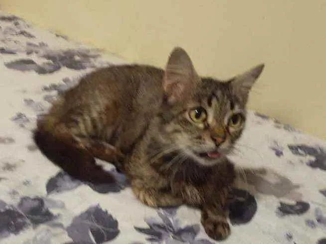 Gato ra a Sem raça definida idade 6 ou mais anos nome Madalena