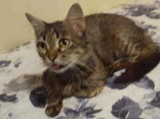 Gato ra a Sem raça definida idade 6 ou mais anos nome Madalena