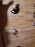 Bentinho é Belinha 