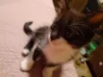 Bentinho é Belinha 