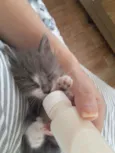 Bentinho é Belinha 
