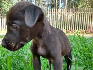 Cachorro raça  idade Abaixo de 2 meses nome Não tem nome 