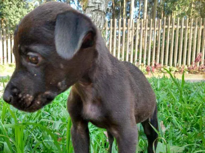 Cachorro ra a  idade Abaixo de 2 meses nome Não tem nome 