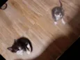 Bentinho é Belinha 