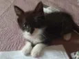 Bentinho é Belinha 