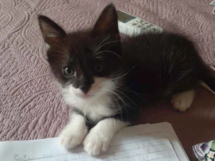 Gato ra a Sem raça definida idade Abaixo de 2 meses nome Bentinho é Belinha 