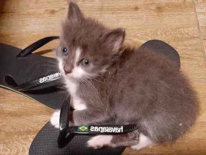 Gato ra a Sem raça definida idade Abaixo de 2 meses nome Belinha 