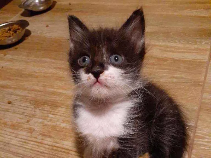 Gato ra a Sem raça definida idade Abaixo de 2 meses nome Bentinho