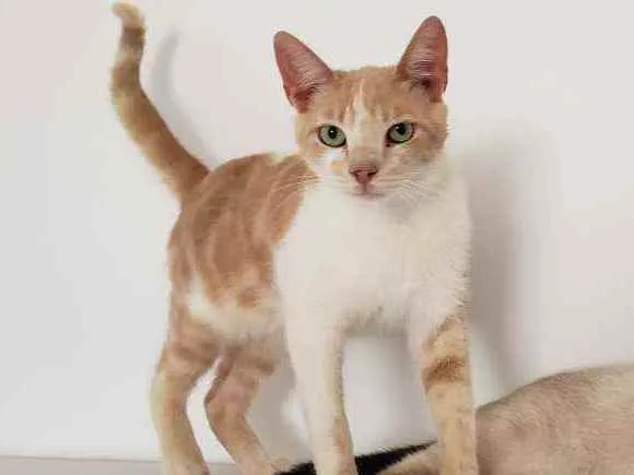 Gato ra a SRD idade 7 a 11 meses nome Brad