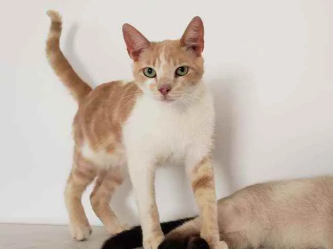 Gato ra a SRD idade 7 a 11 meses nome Brad
