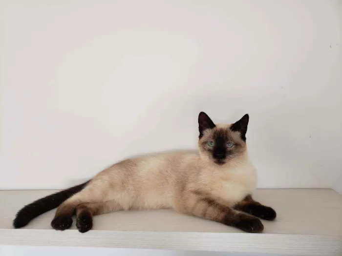 Gato ra a SRD idade 2 a 6 meses nome Théo