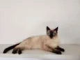 Théo