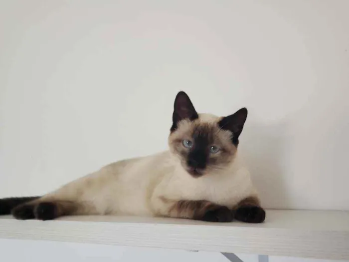 Gato ra a SRD idade 2 a 6 meses nome Théo