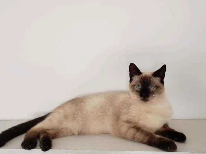 Gato ra a SRD idade 2 a 6 meses nome Théo