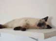 Théo