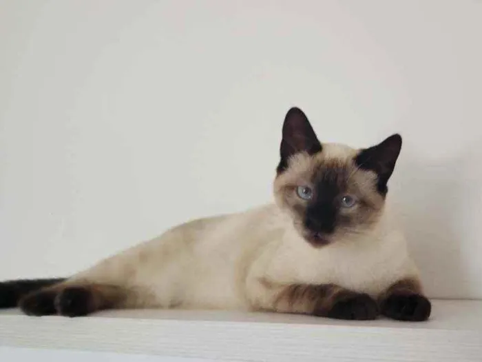 Gato ra a SRD idade 2 a 6 meses nome Théo