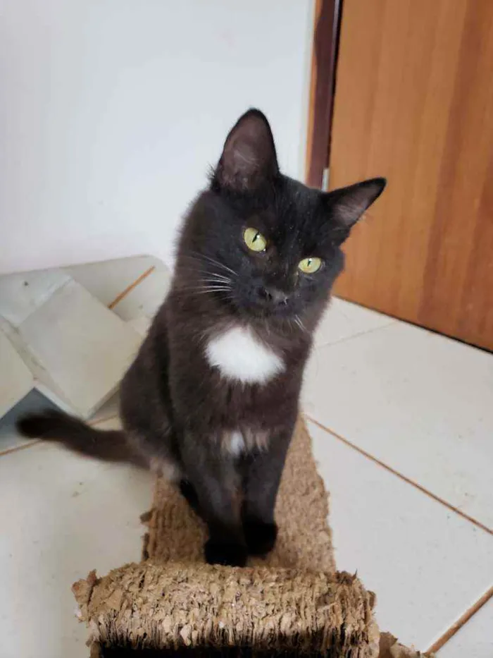 Gato ra a SRD idade 2 a 6 meses nome Urco
