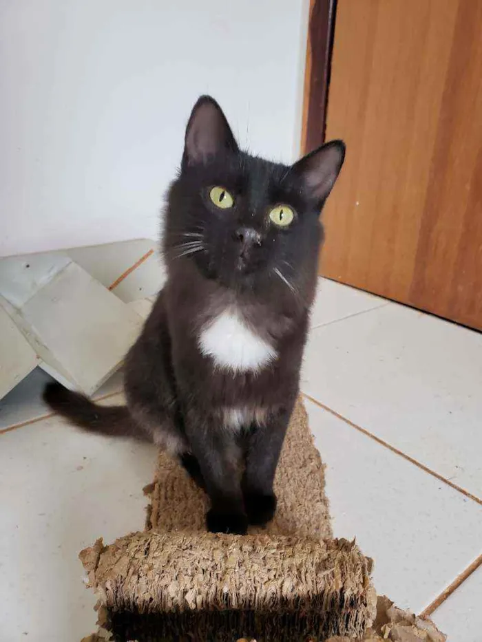 Gato ra a SRD idade 2 a 6 meses nome Urco