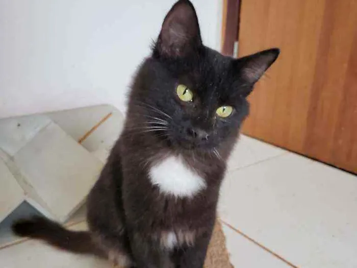 Gato ra a SRD idade 2 a 6 meses nome Urco