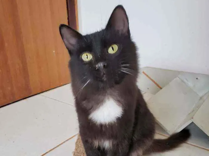 Gato ra a SRD idade 2 a 6 meses nome Urco