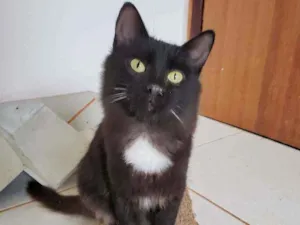 Gato raça SRD idade 2 a 6 meses nome Urco
