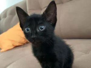 Gato raça Sem raça  idade Abaixo de 2 meses nome Pretinho lindo????