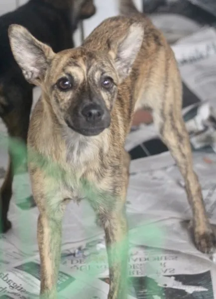 Cachorro ra a  idade  nome Molly Pequenina