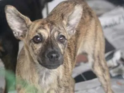 Cachorro ra a  idade  nome Molly Pequenina