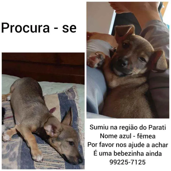 Cachorro ra a Vila lata idade 2 a 6 meses nome Azul