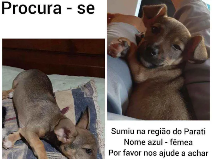 Cachorro ra a Vila lata idade 2 a 6 meses nome Azul