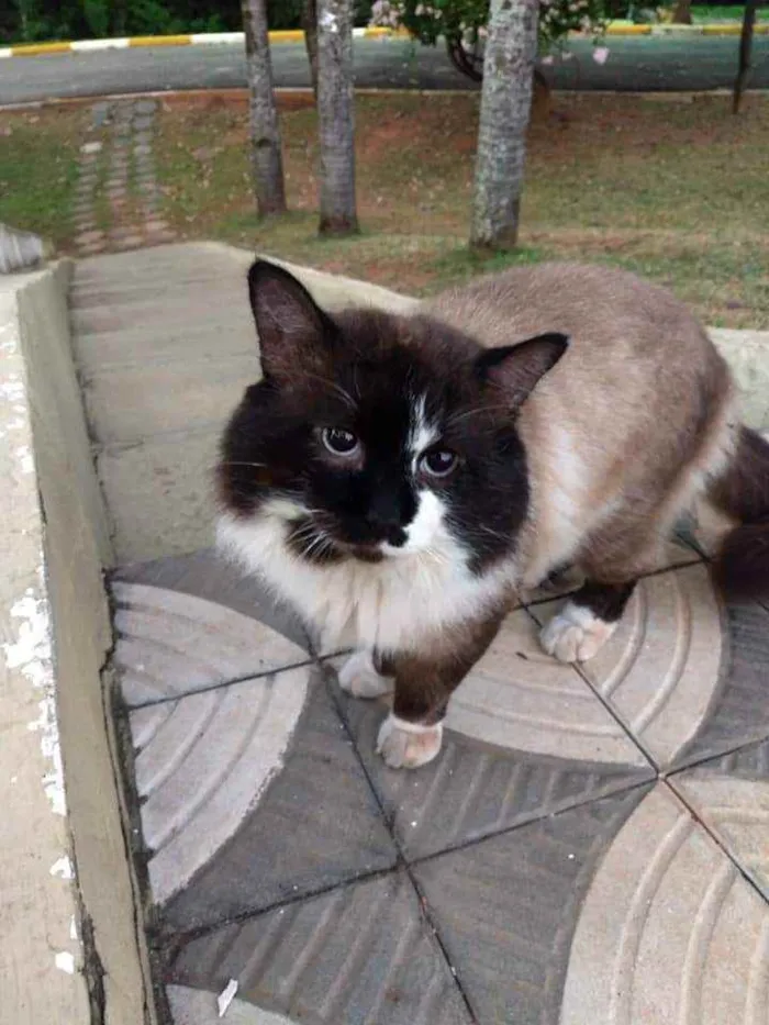 Gato ra a Indefinida idade 5 anos nome Sem nome definido