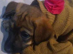 Cachorro raça SRD idade 2 a 6 meses nome Margarida