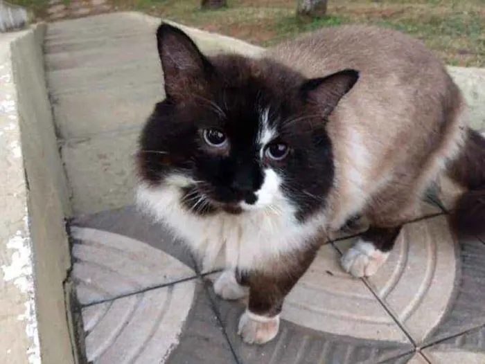 Gato ra a Indefinida idade 5 anos nome Sem nome definido