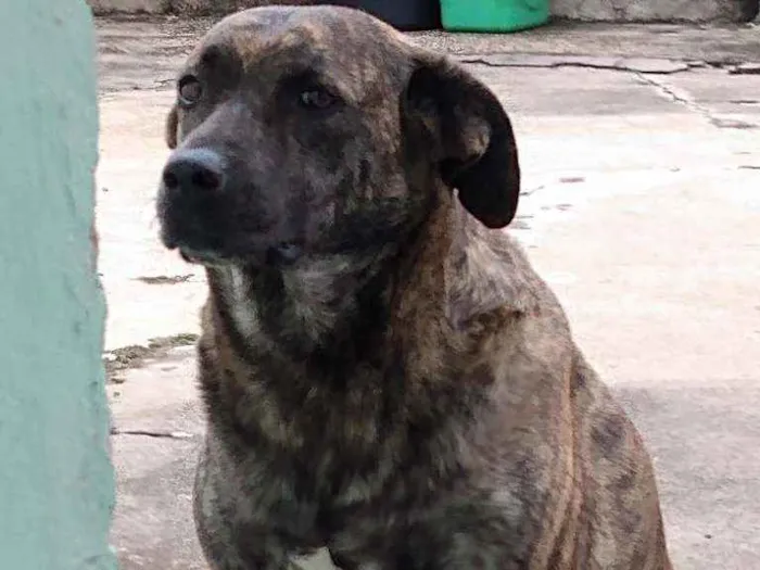 Cachorro ra a Mista idade 5 anos nome Sofia