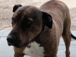 Cachorro raça Mista idade 6 ou mais anos nome Josh