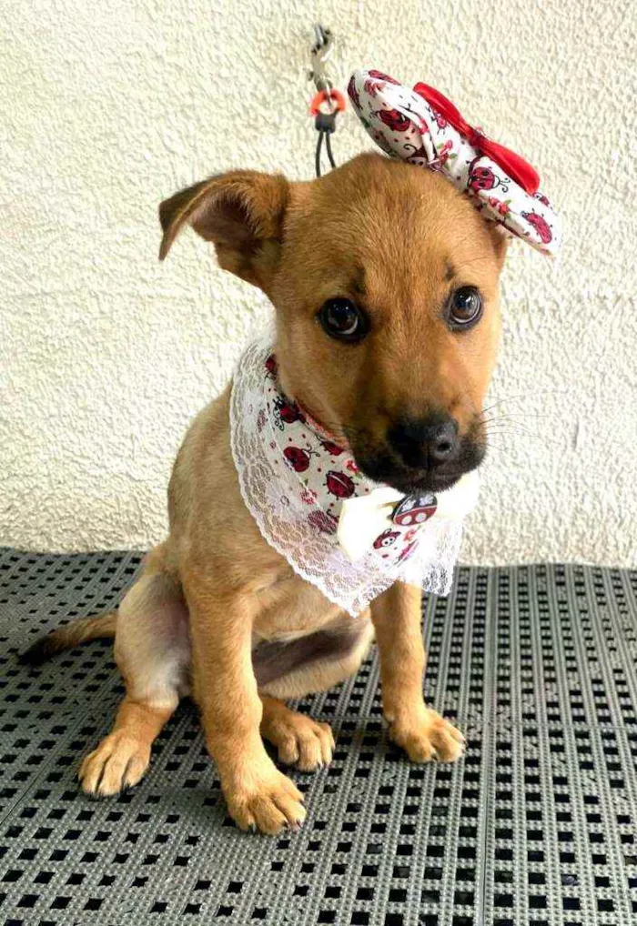 Cachorro ra a  idade 2 a 6 meses nome Alice  ( filhote)