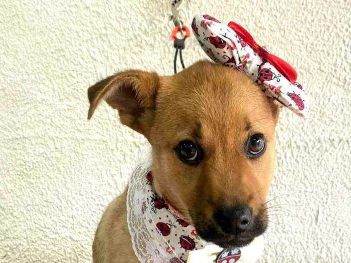 Cachorro ra a  idade 2 a 6 meses nome Alice  ( filhote)