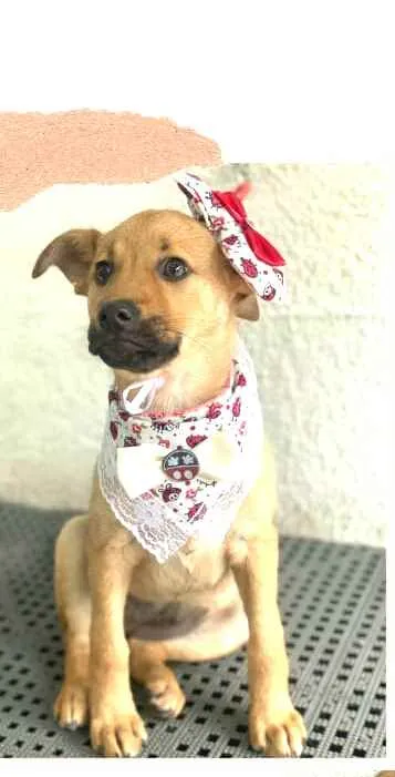 Cachorro ra a  idade 2 a 6 meses nome Alice  ( filhote)