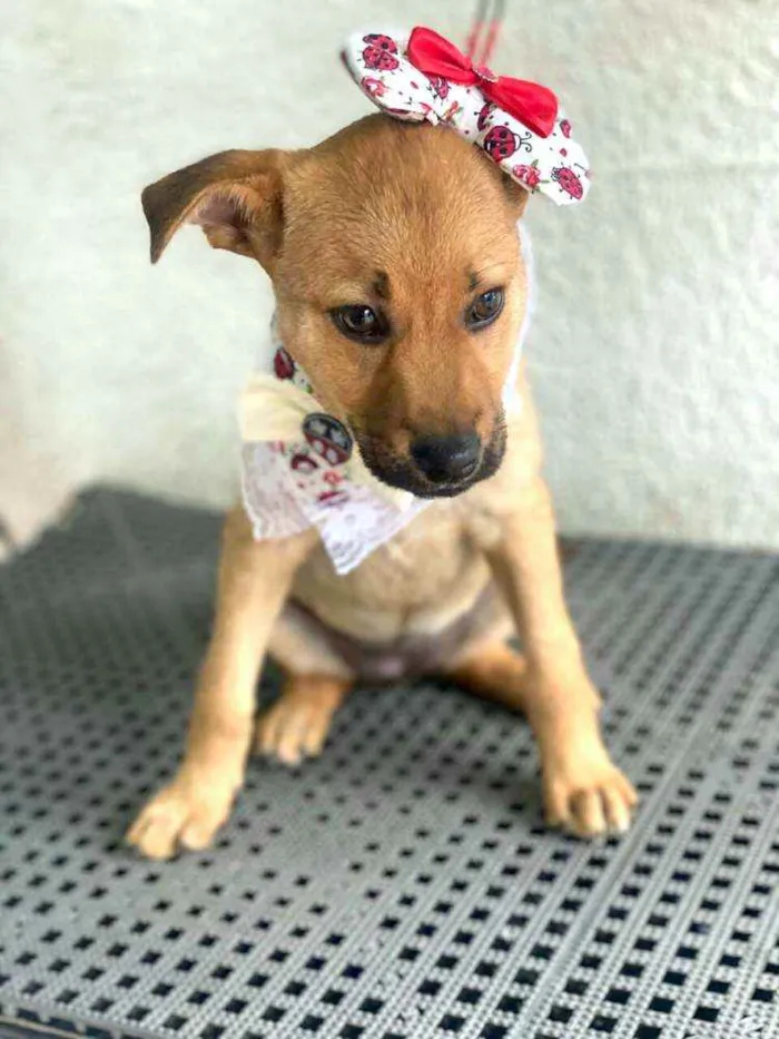 Cachorro ra a  idade 2 a 6 meses nome Alice  ( filhote)