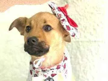 Cachorro ra a  idade 2 a 6 meses nome Alice  ( filhote)