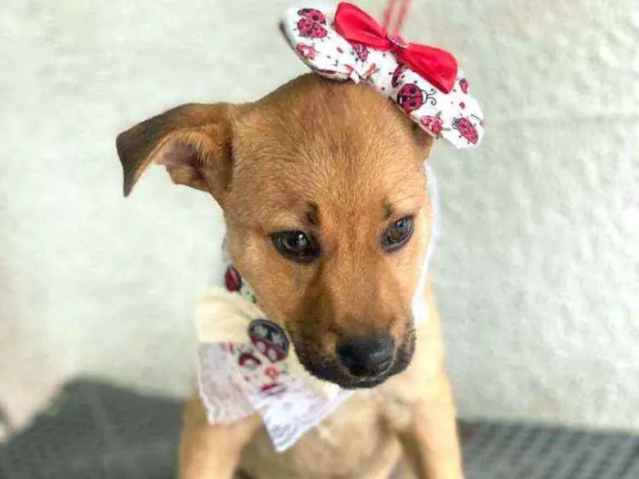 Cachorro ra a  idade 2 a 6 meses nome Alice  ( filhote)