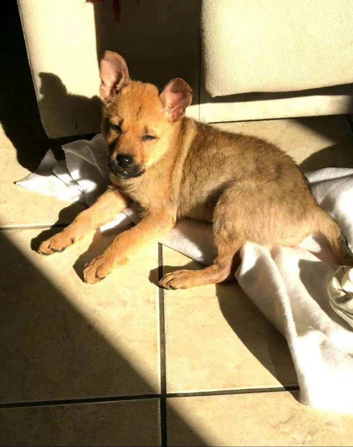 Cachorro ra a  idade 2 a 6 meses nome Alice  ( filhote)