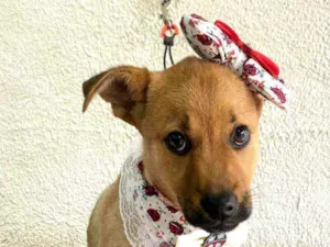 Cachorro raça  idade 2 a 6 meses nome Alice  ( filhote)