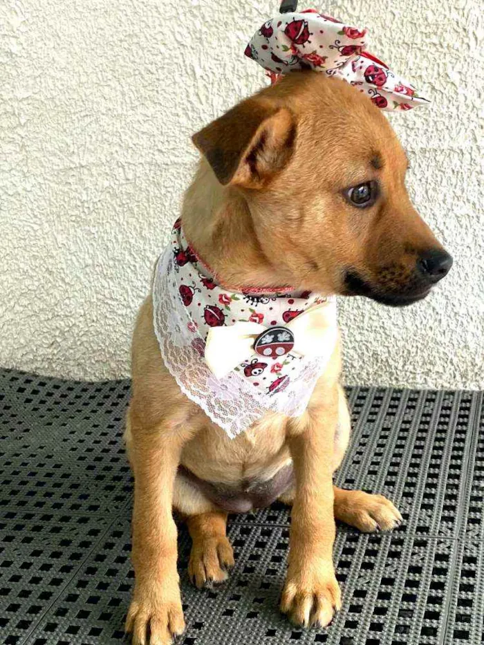 Cachorro ra a  idade 2 a 6 meses nome Alice  ( filhote)