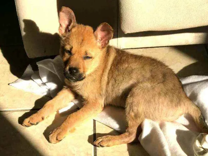 Cachorro ra a  idade 2 a 6 meses nome Alice  ( filhote)