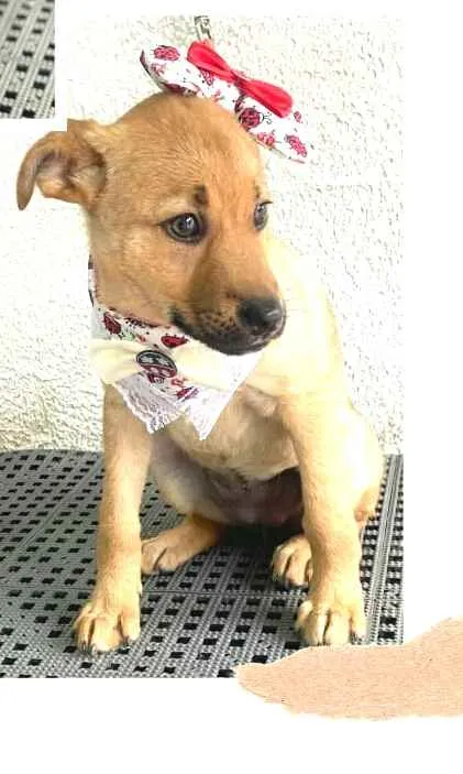 Cachorro ra a  idade 2 a 6 meses nome Alice  ( filhote)