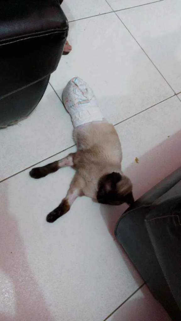 Gato ra a SRD idade 7 a 11 meses nome pingo