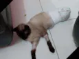 pingo