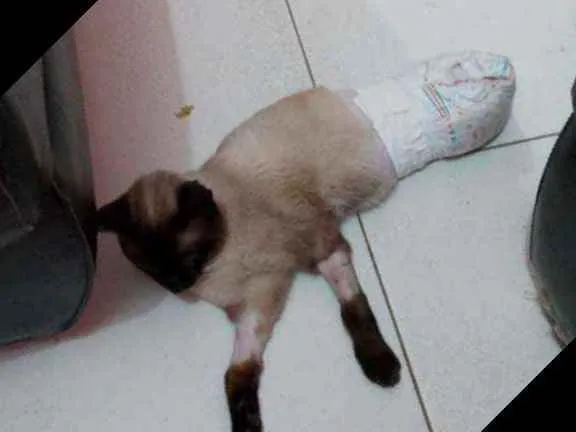 Gato ra a SRD idade 7 a 11 meses nome pingo